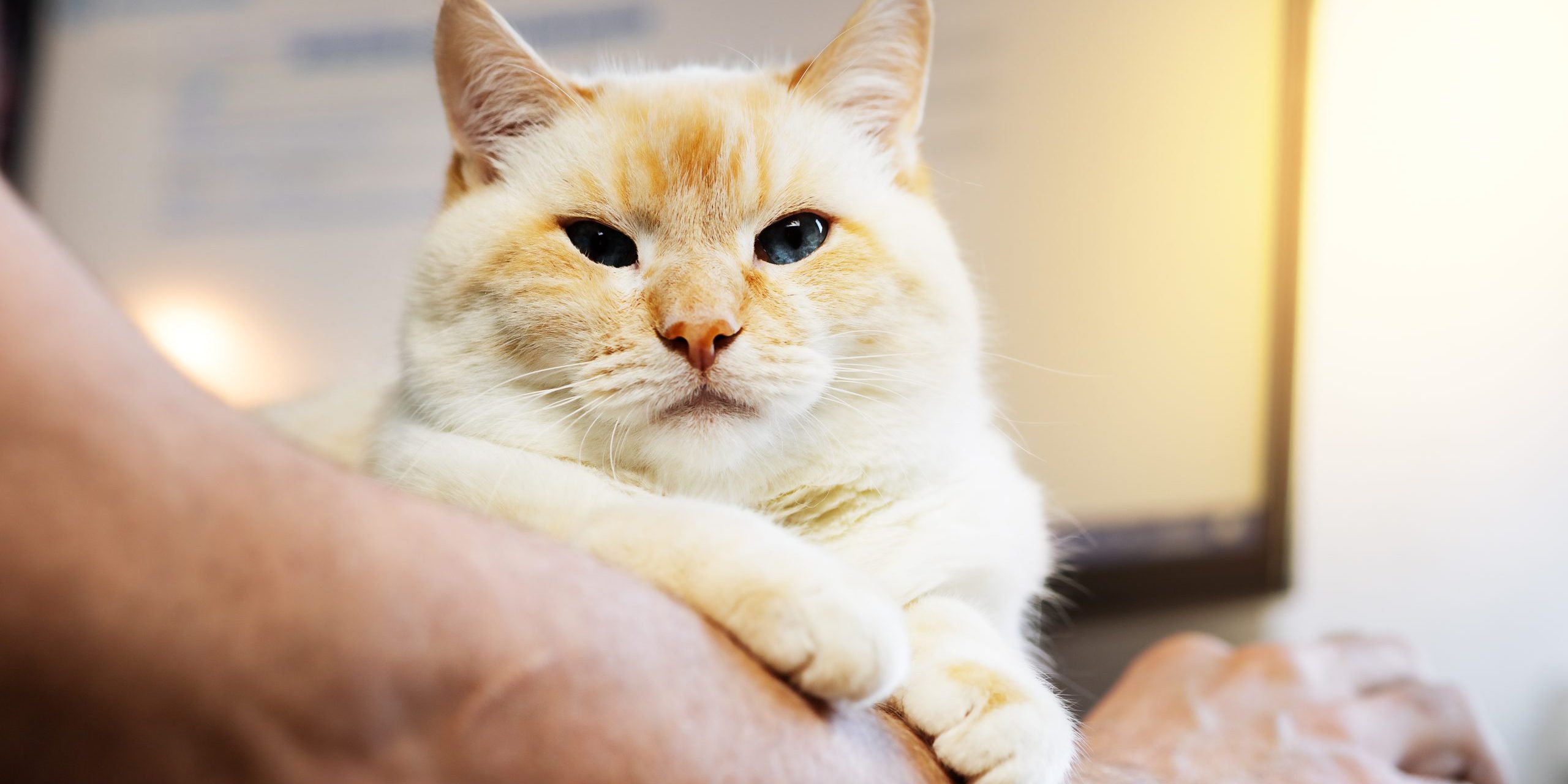 Lessons Learned From 3 Famous Pet Trusts